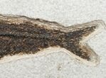 Huge Knightia Fossil Fish - inch Layer #13627-3